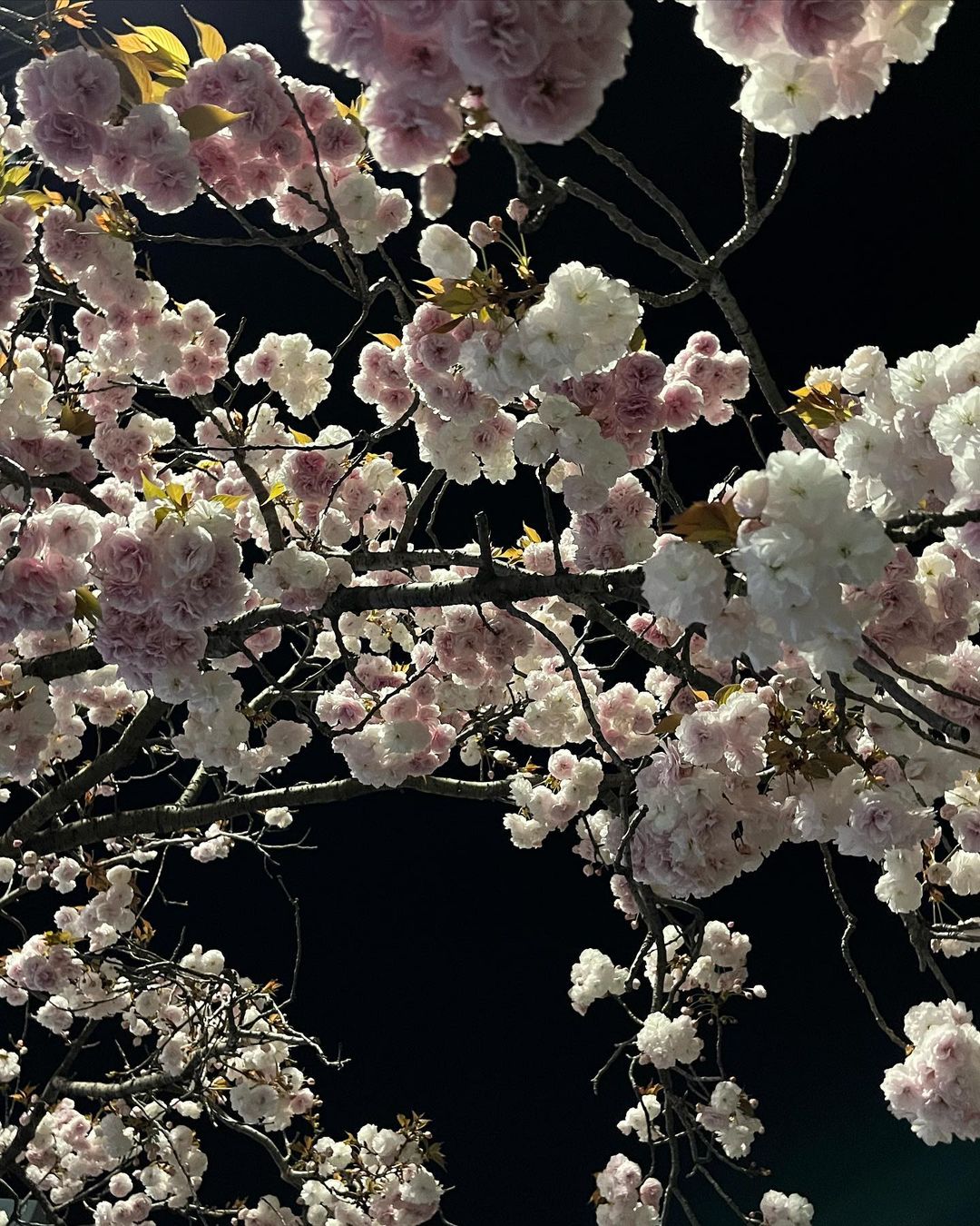 paruru archive (@paruruarchive) / X