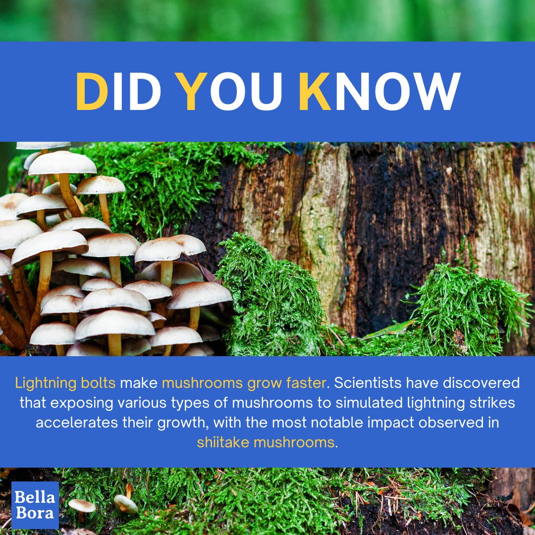 Who knew lightning bolts could be the secret to growing the perfect shiitake mushroom? ⚡🍄

For more mushroom and mushroom growing content, please like and follow us!
Source: Grocycle.com

#homegrown #fungilove #mycologysociety#mushroomcultivation #bellabora