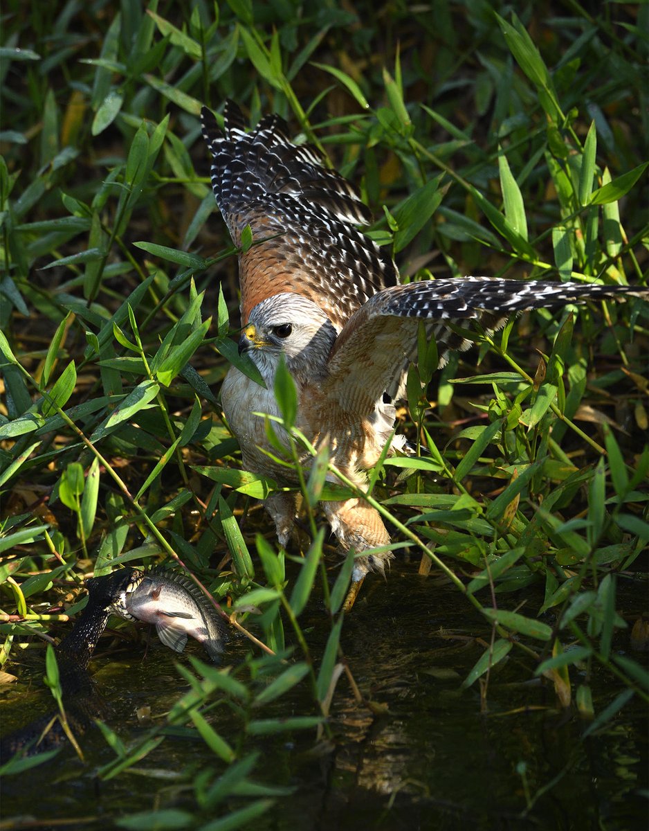 BirdPerHour's tweet photo. #birdbot https://t.co/fNCfJR8Pb6