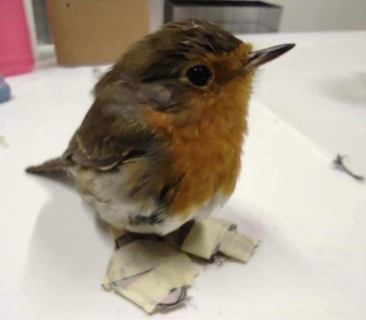 Nella Val di Sole, in Trentino, mettono la colla sui tetti per far morire di stenti gli uccellini, colpevoli di cibarsi delle mele della valle. Fatevi due domande anche su queste patologie psichiatriche, se sia giusto uccidere un orso che ha l’unica colpa di trovarsi lì! 🤬