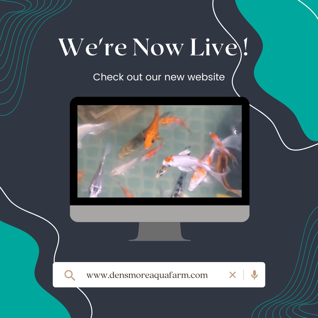 Check out our website!
densmoreaquafarm.com

#wearelive #fishbreeder #freshwaterfish #guppies #liveplants #plecos #koi #smallbusiness