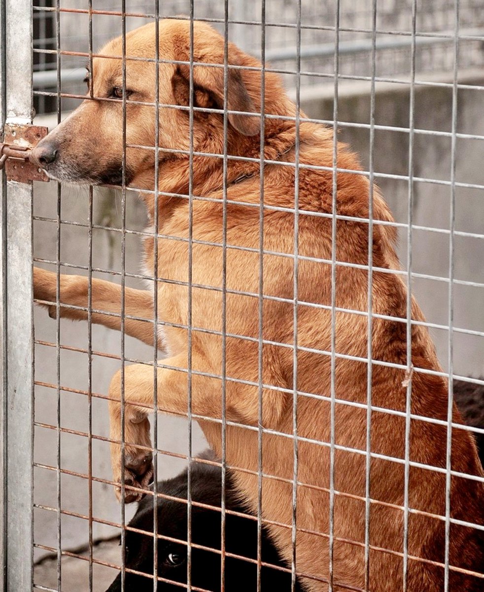 SosAbuelos1's tweet photo. #OURENSE
Siempre las mismas historias que ya aburren!!: "Nos mudamos y no quieren perros...". Y hala, #PIQUÉ a una jaula, en la que ya lleva 7 u 8 años.

Tiene poquitos dientes y destrozados de morder las rejas.
Sociable con perretes.....

988212939 // progapeourense@hotmail.com https://t.co/WAIiyHTdi1