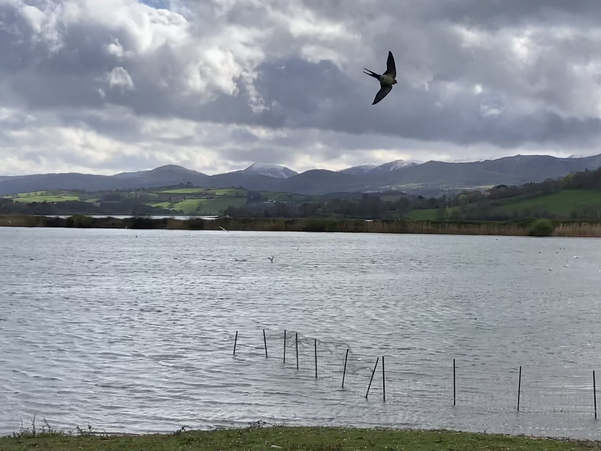 birdsandbike's tweet photo. RR Swallow was giving great views @RSPBConwy this eve. Constant fly-bys passed Carneddau hide. Phone shots below-I need a camera! Great to see lots of people connect. @_WBRC @BirdGuides #digscoping @cofnod #birding https://t.co/0AyjNWphav