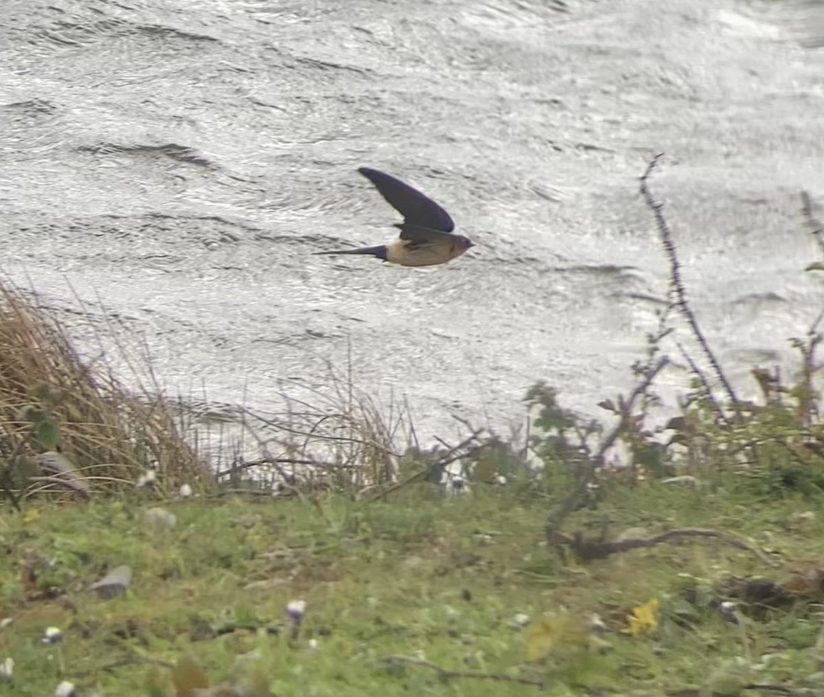 birdsandbike's tweet photo. RR Swallow was giving great views @RSPBConwy this eve. Constant fly-bys passed Carneddau hide. Phone shots below-I need a camera! Great to see lots of people connect. @_WBRC @BirdGuides #digscoping @cofnod #birding https://t.co/0AyjNWphav