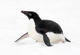jihae_science's tweet photo. 1/4 Poblaciones de pingüinos de Adelie disminuyeron en la Península Antártica Oeste debido a la reducción del hielo marino y las presas, pero aumentaron en la Antártida Este donde el hielo es estable. Este estudio observa su población durante el clima de invierno.#CCARE4 #Bla18 https://t.co/ytlOrqmYCX