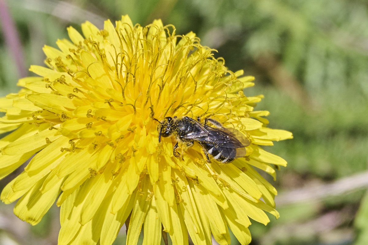 BuchTill's tweet photo. Vorgestern in der Feldmark bei #Geitelde #Braunschweig am Löwenzahn gesehen: Was mag das für eine (eher kleine) Wildbiene sein? Ist es überhaupt eine? Für Anhaltspunkte bin ich dankbar, mit Hilfe der Insekten-Bestimmungsbücher bin ich nicht so recht weitergekommen. https://t.co/IYFbitDTlt