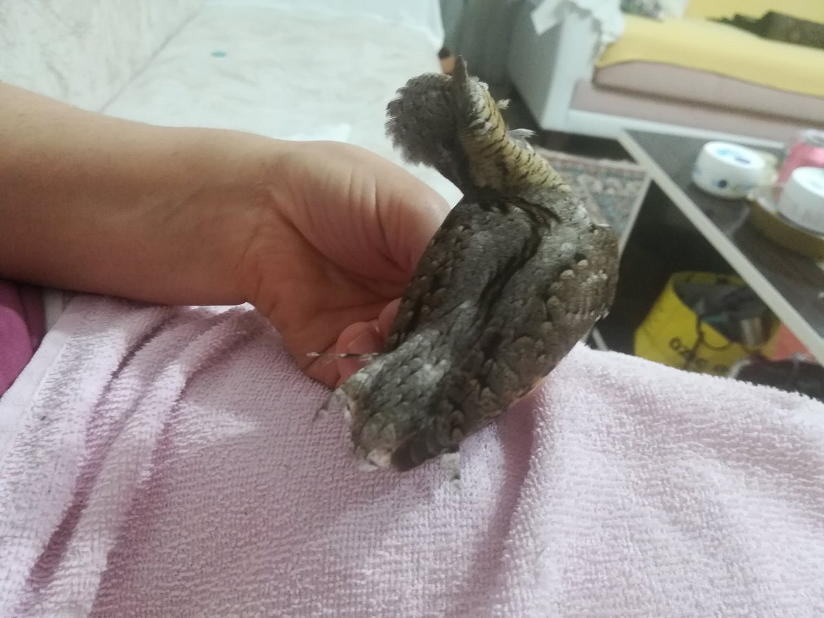 mutehavvil's tweet photo. Iyi akşamlar Emin bey bahçemizde bulduğumuz yavru ve uçmakta zorlanan bu kuşun türü nedir? @birddetectiveTR https://t.co/qKxQ26cQS3