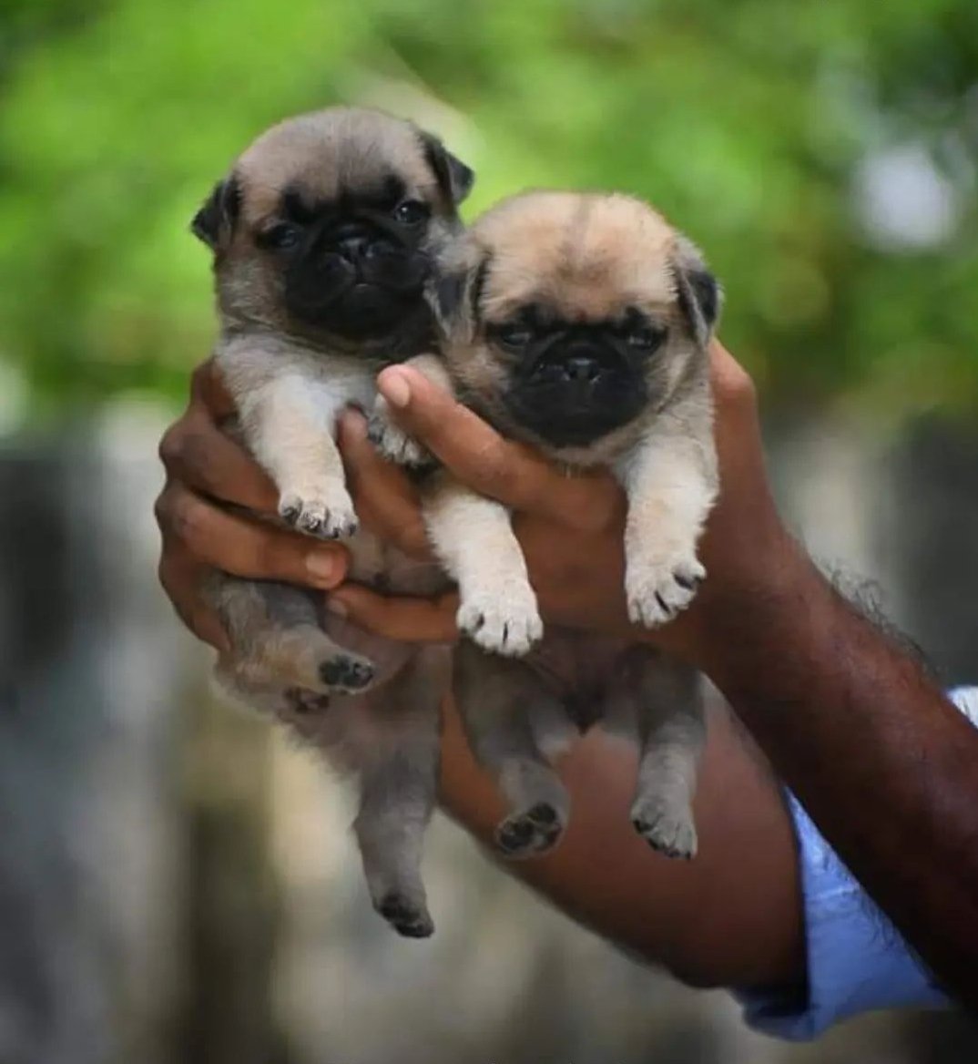 pug dog ️🇱🇷 on Twitter "Rate This Cuteness 1100 ?? ️ 💛 pugdog 