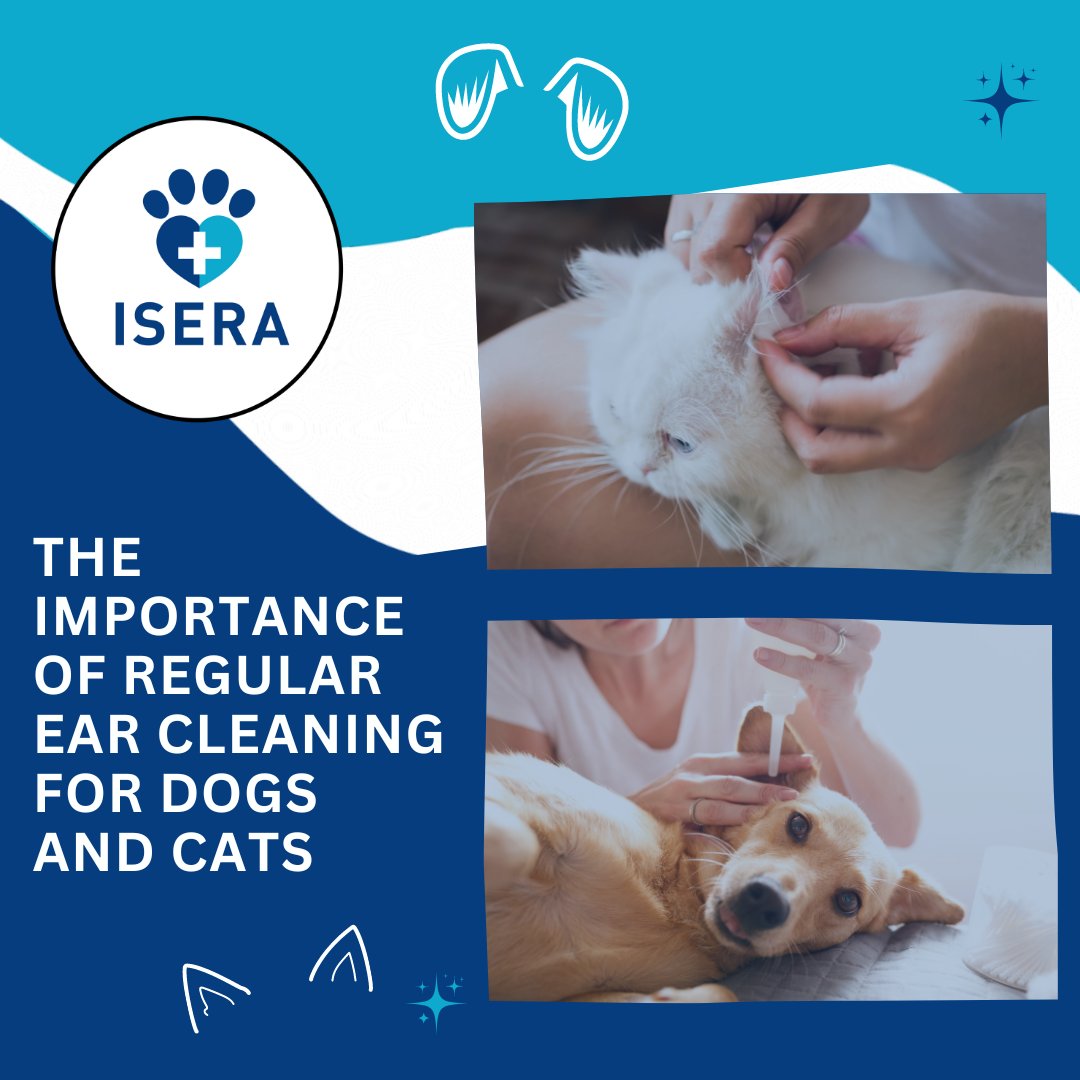 iseranimals's tweet photo. Did you know that regular #ear cleaning is an important part of your pet's hygiene routine? 🐈‍⬛🐕
Check out our latest post for tips on how to properly clean your #furry friend's ears and prevent infections. 
https://t.co/SKWmkSvgvT 👈

#petcare #earcleaning #doghealth #cathealth https://t.co/m8ociGrZVy