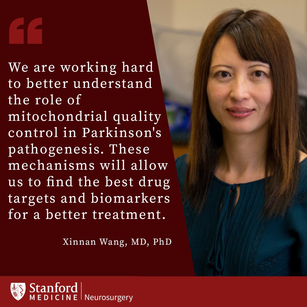 Stanford Neurosurgery (@stanfordnsurg) on Twitter photo .<a href="/XinnanwangL/">Xinnan Wang Lab</a> and her lab, have focused on how Parkinson's leads to defects inĀ mitochondrial function. With their discoveries, there is the hope of detecting Parkinsonās in its earliest stages before symptoms start. #ParkinsonsAwarenessMonth
Learn more:
med.stanford.edu/neurosurgery/n⦠.<a href="/XinnanwangL/">Xinnan Wang Lab</a> and her lab, have focused on how Parkinson's leads to defects inĀ mitochondrial function. With their discoveries, there is the hope of detecting Parkinsonās in its earliest stages before symptoms start. #ParkinsonsAwarenessMonth
Learn more:
med.stanford.edu/neurosurgery/nā¦