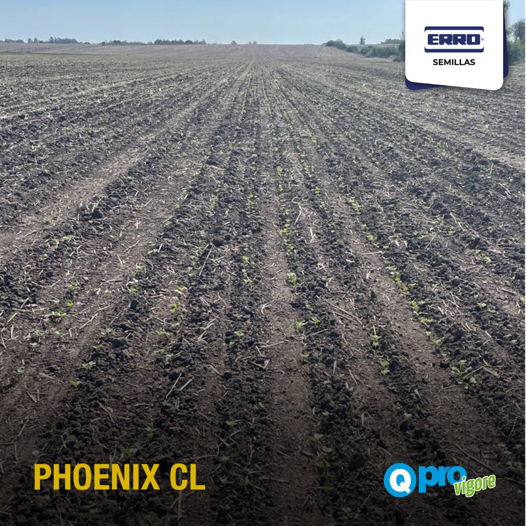 Excelente arranque de PHOENIX CL para ir rumbo a superar las 3 ton/Ha de la zafra pasada.
GENÉTICA + QProVigore (Tratamiento Profesional con CoMo raíz) base de un buen comienzo.
FS: 1 de abril
📌Santa Rosa- Canelones