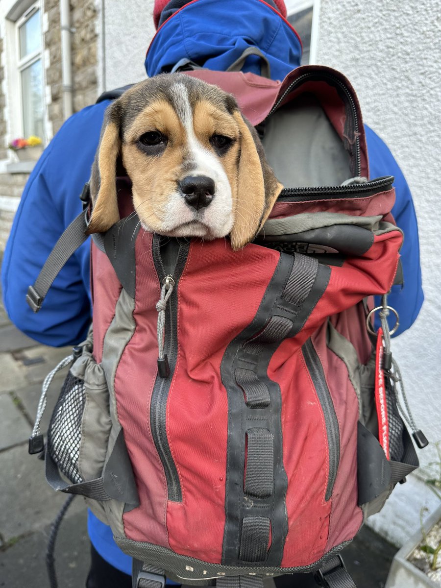 beagle_usa1's tweet photo. https://t.co/xcdPTQAb27