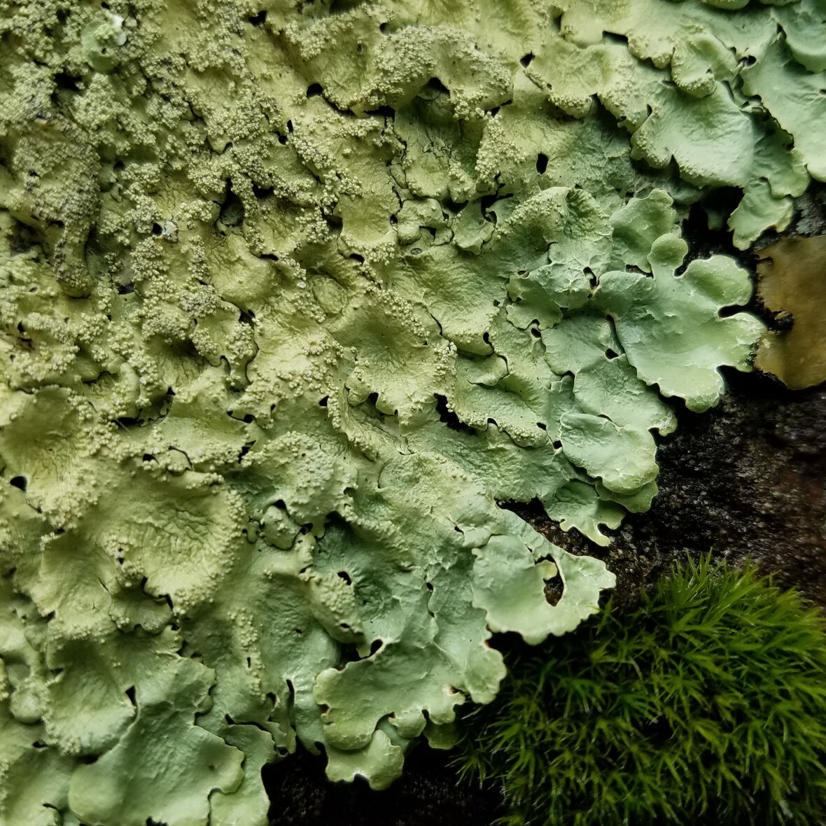 eaglehillmaine's tweet photo. Upcoming Eagle Hill Online Mini-Seminar!
#Macrolichens
Instructor: Gary Perlmutter
Dates: May 1, 3, 5, 8, and 10
Times: 7–9PM ET
Tuition Cost: $195
https://t.co/8gxwDzLrf7
#ecology #naturalhistory #lichens https://t.co/JlNClvm8nJ