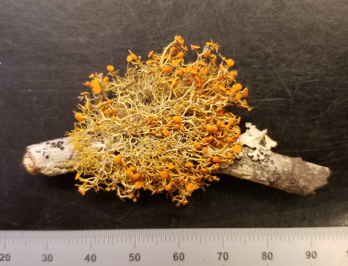 eaglehillmaine's tweet photo. Upcoming Eagle Hill Online Mini-Seminar!
#Macrolichens
Instructor: Gary Perlmutter
Dates: May 1, 3, 5, 8, and 10
Times: 7–9PM ET
Tuition Cost: $195
https://t.co/8gxwDzLrf7
#ecology #naturalhistory #lichens https://t.co/JlNClvm8nJ