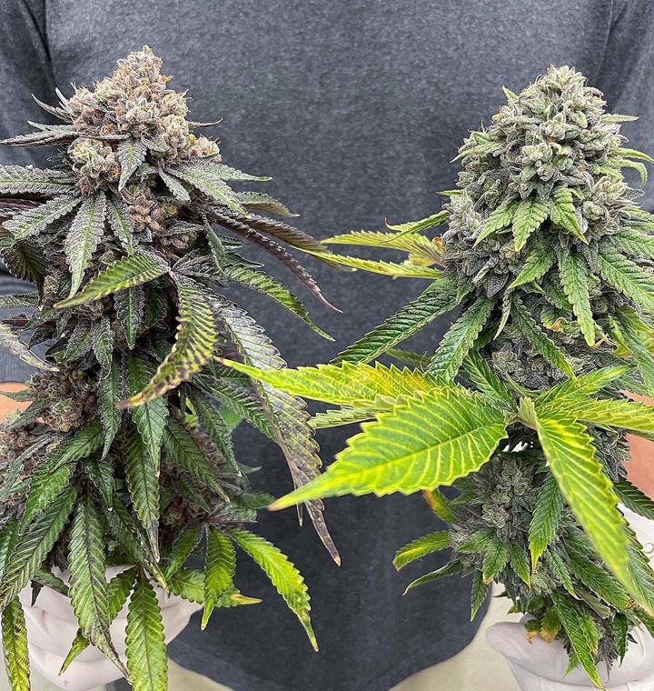 gps_seedbank's tweet photo. Tomahawk (GG4 x Stardawg) grown by @oregonroots_canna and bred by Greenpoint Seeds.
#tomahawk #gorillaglue #gg4 #originalglue #stardawg #chem4 #tresdawg #cannabisculture #cannabiscommunity #growyourown #cannabisseeds #greenpointseeds https://t.co/HLCyySHHPN