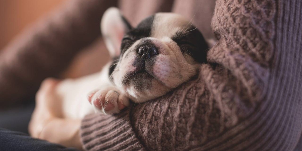 ForMyFurBuddy1's tweet photo. That`s just superb! https://t.co/XKu125mhSU