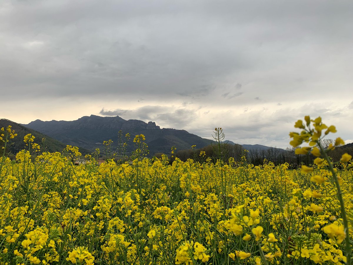 Laura50369761's tweet photo. Tenim la vall una mica ennuvolada ☁️☁️ploura? 🌧️🤞
#lavalldenbas #lavall #garrotxa #eltemps #eltempstv3 https://t.co/IHubQ3Wtt0
