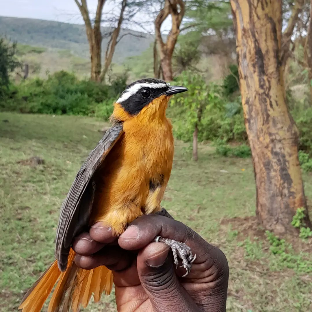 White-browed Robin-chat (Cossypha heuglini); a species of bird found in east, central, and southern Africa. C. heuglini has a large range. It's classified as of the least concern by the IUCN.
#birdresearch #birdringing #Ornithology #Nairobi #Kenya #eastafrica