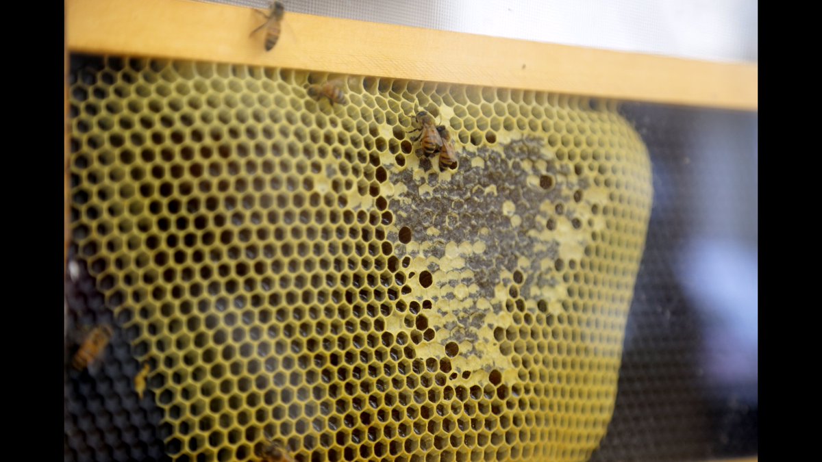 🐝🌸 The bee lady buzzed into Maitland Montessori today and our students loved it! She taught them about the important role bees play in our ecosystem. We even got to try some of their sweet honey! Thanks <a href="/Winterparkhoney/">Winter Park Honey</a>! #SaveTheBees #BeeLadyVisit #MontessoriKids #HoneyTasting