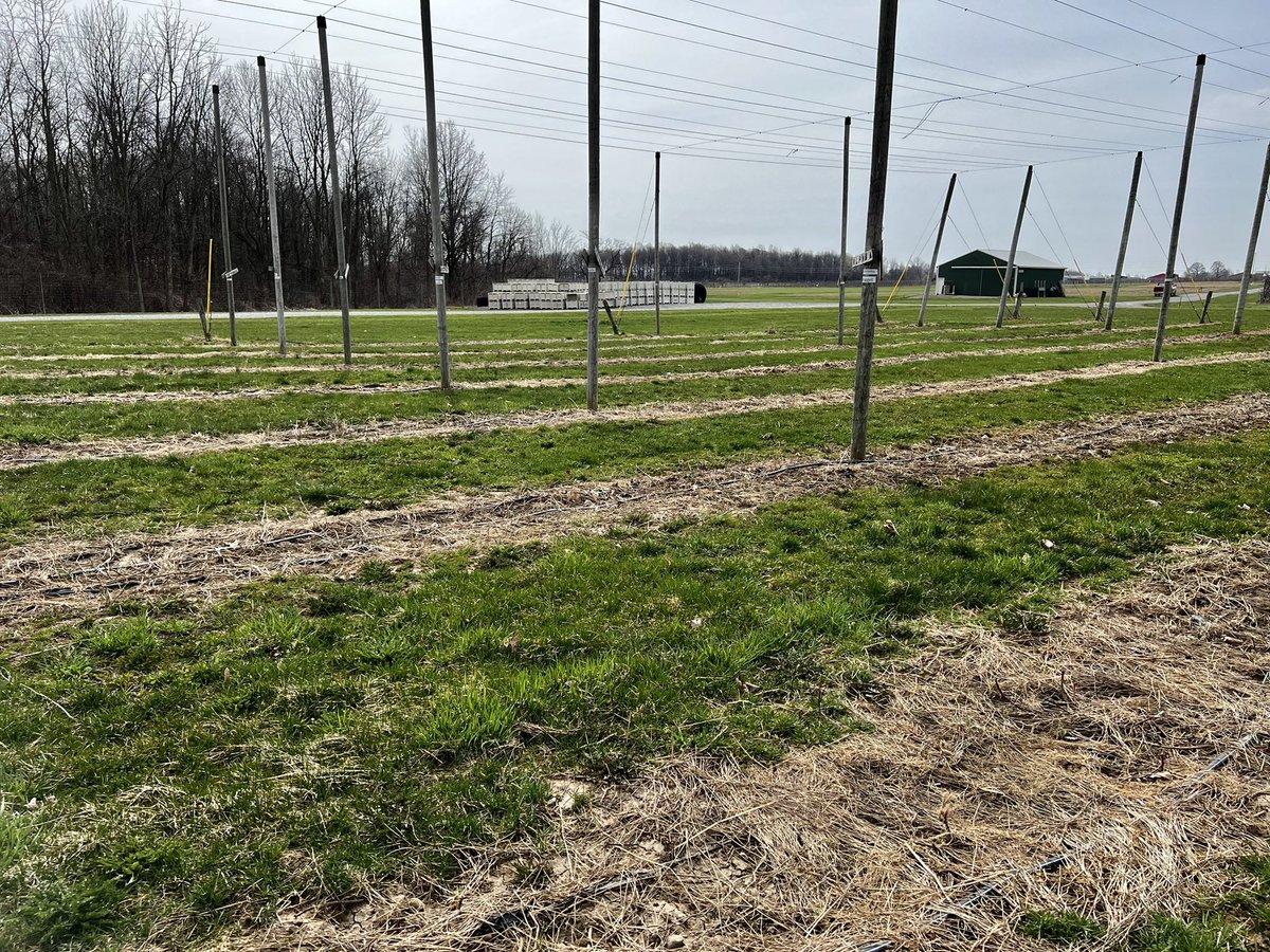 LynnSosnoskie's tweet photo. Getting ready for our spring hops treatments in partnership with @IR4_Project #60yearsofIR4 https://t.co/WAO11dflIl