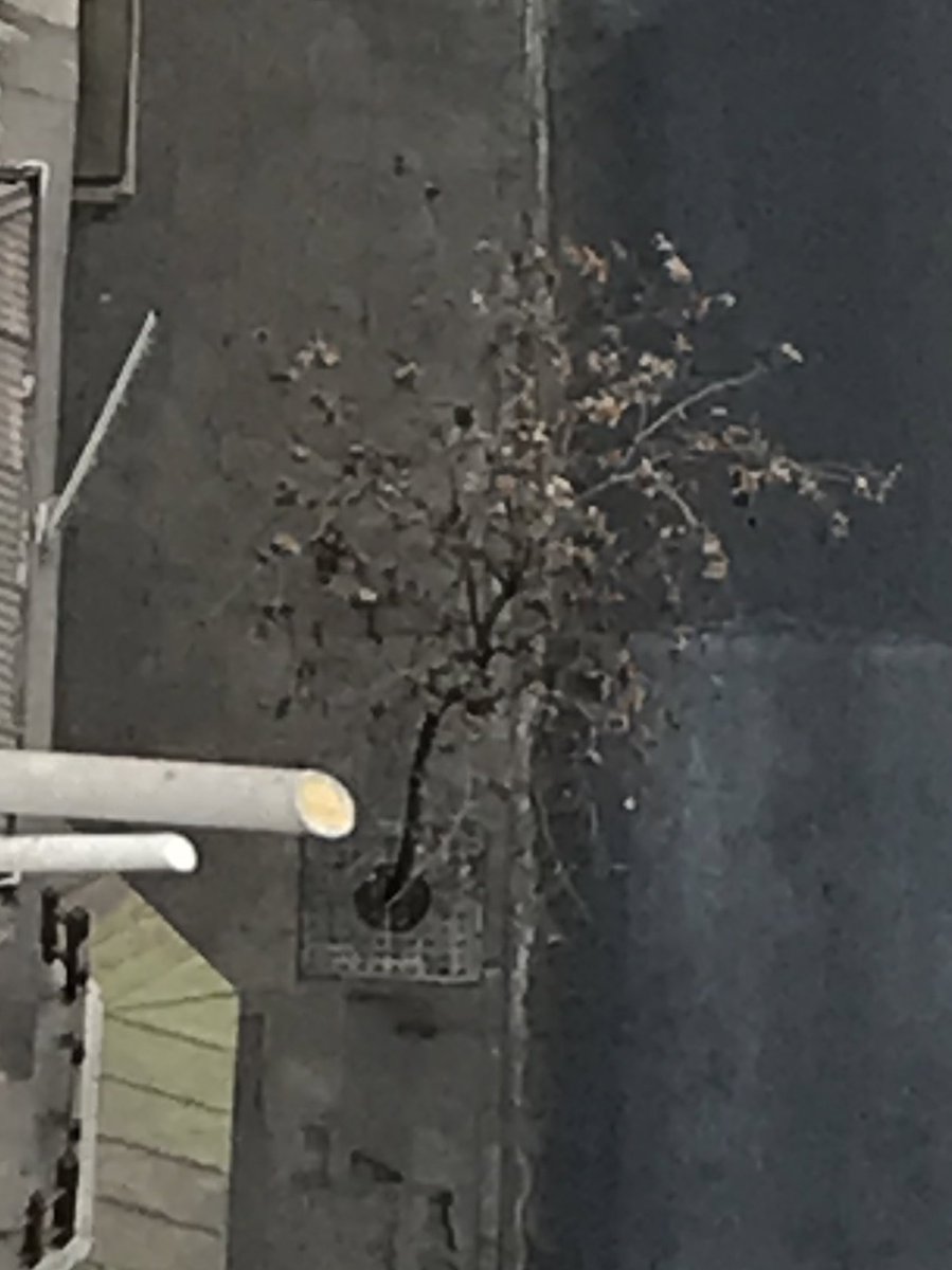 Purga_NOM's tweet image. Sra Hassler árboles secos por falta de regadío . Otros ya, no existen . (Se secaron)
Al parecer el encargado de áreas verdes … del municipio, no está haciendo su trabajo . O se están robado el agua ?
 @Equipo_Iraci 
#Amunategui #Arboles #secos #agua 
@amoarbolurbano