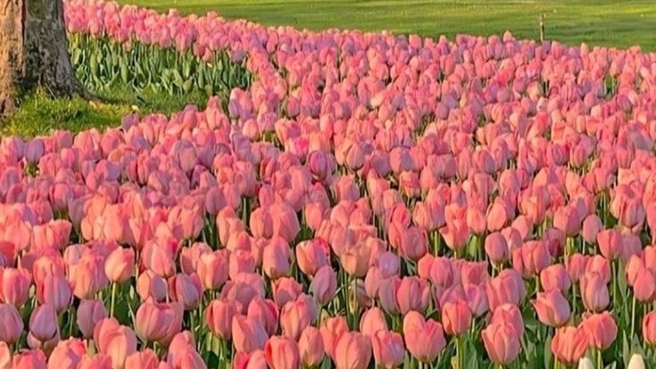 tulip fields