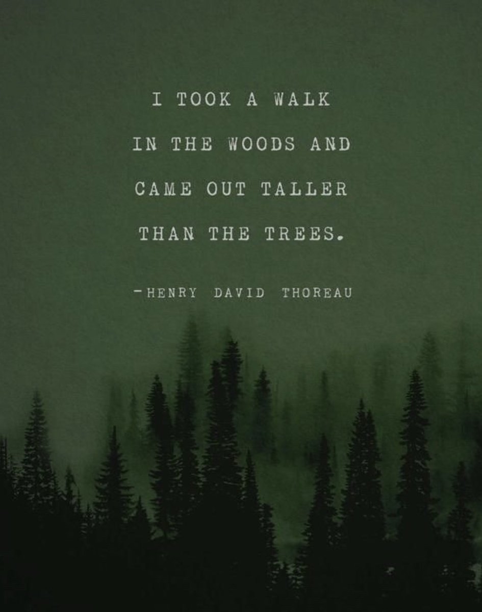 IanCPlayer's tweet image. “I took a walk in the woods and came out taller than the trees” - Henry David Thoreau #forrest #walk #wild #wildlife #ianplayer #ianplayerfoundation #player #trees #nature