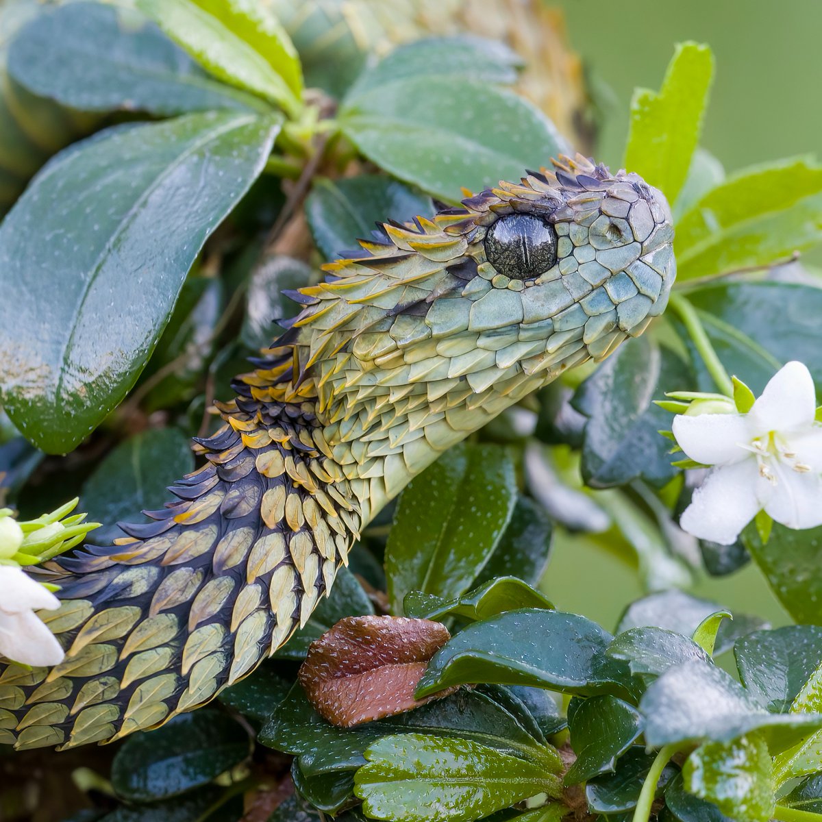 Cute but deadly 🐍

Spiny bush vipers are a part of the venomous viperidae family. These snakes live in remote locations with minimal human interaction; however, if bitten, their neurotoxic venom can be fatal to humans.

#EarthCapture by Mark Kostich via Instagram