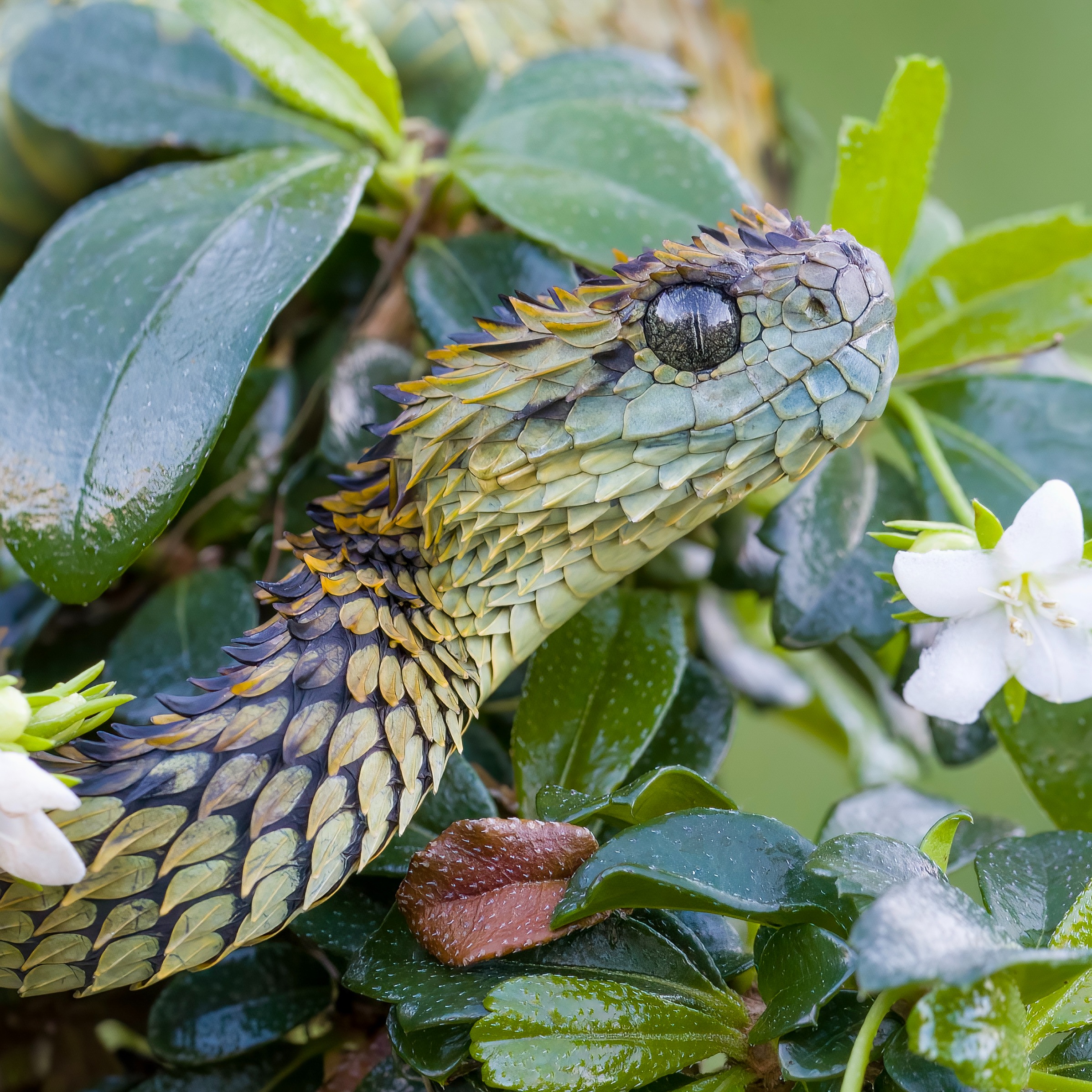 The Spiny Bush Viper