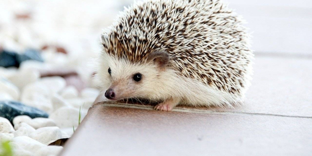 ForMyFurBuddy1's tweet photo. How pretty is that? https://t.co/Vi9pPnNoP3