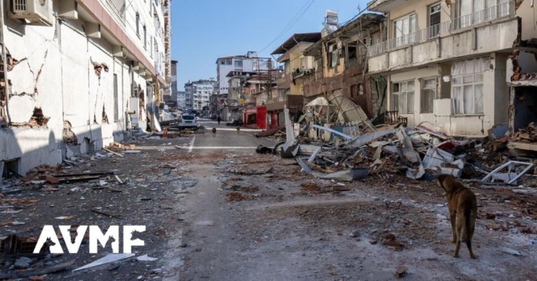 #AVMA Lending a helping hand. Vets and animals across the world recovering from devastating earthquakes in Turkey and Syria are getting help from the AVMF and Merck Animal Health: ow.ly/M6M050NEEOa