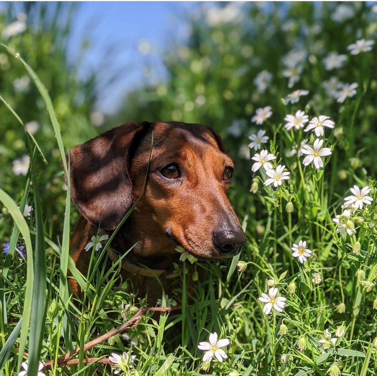 CS_CourseSearch's tweet image. Winnie hopes you had a wonderful Easter weekend. Spring is officially here. 

#WinnieWednesday 

#easterweekend #bankholiday #sausagedog #dachshund #puppywalks #spring #dogs #cutedog #puppy #dachshundpuppy