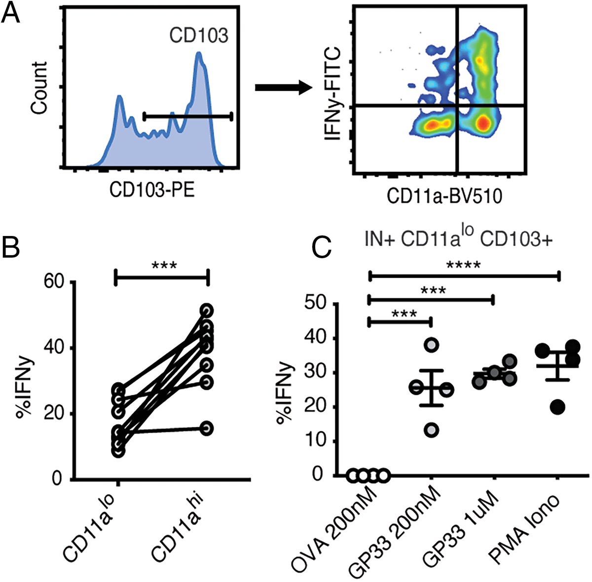 #CuttingEdge from @HartyLab @uiowa | Simultaneous detection of both airway and interstitial #influenza-induced CD8+ tissue-resident memory #Tcells in mice shows compromised #IFN-γ production upon challenge
👉 ow.ly/jVBe50NEp8X