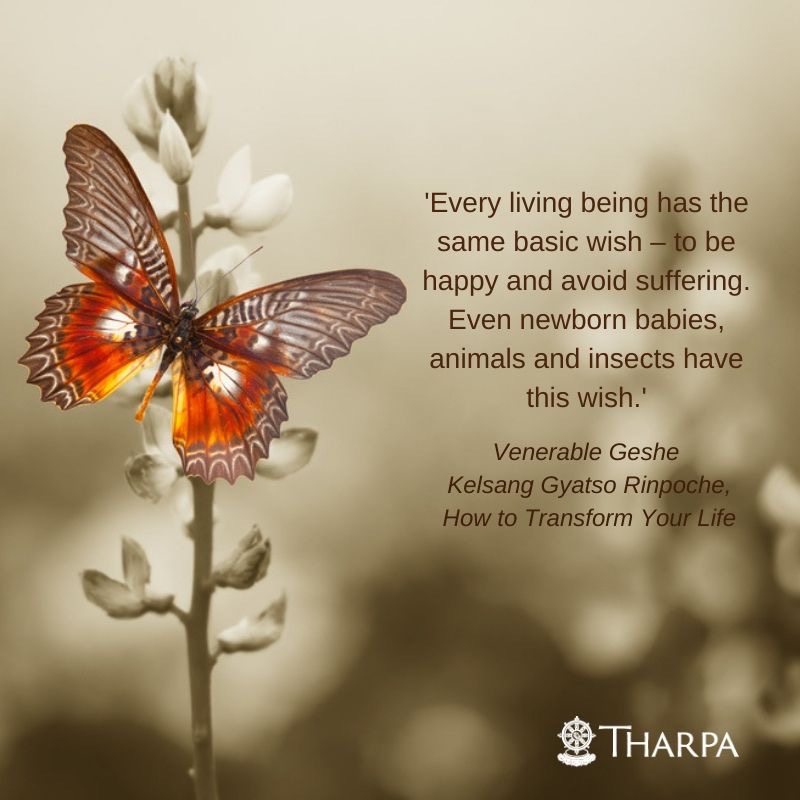 TharpaCa's tweet photo. A practical manual for daily life that shows how we can develop and maintain inner peace, how we can reduce and stop our experience of problems, and how we can bring about positive changes in our lives that will enable us to experience deep and lasting happiness. https://t.co/H5EhpECrPM