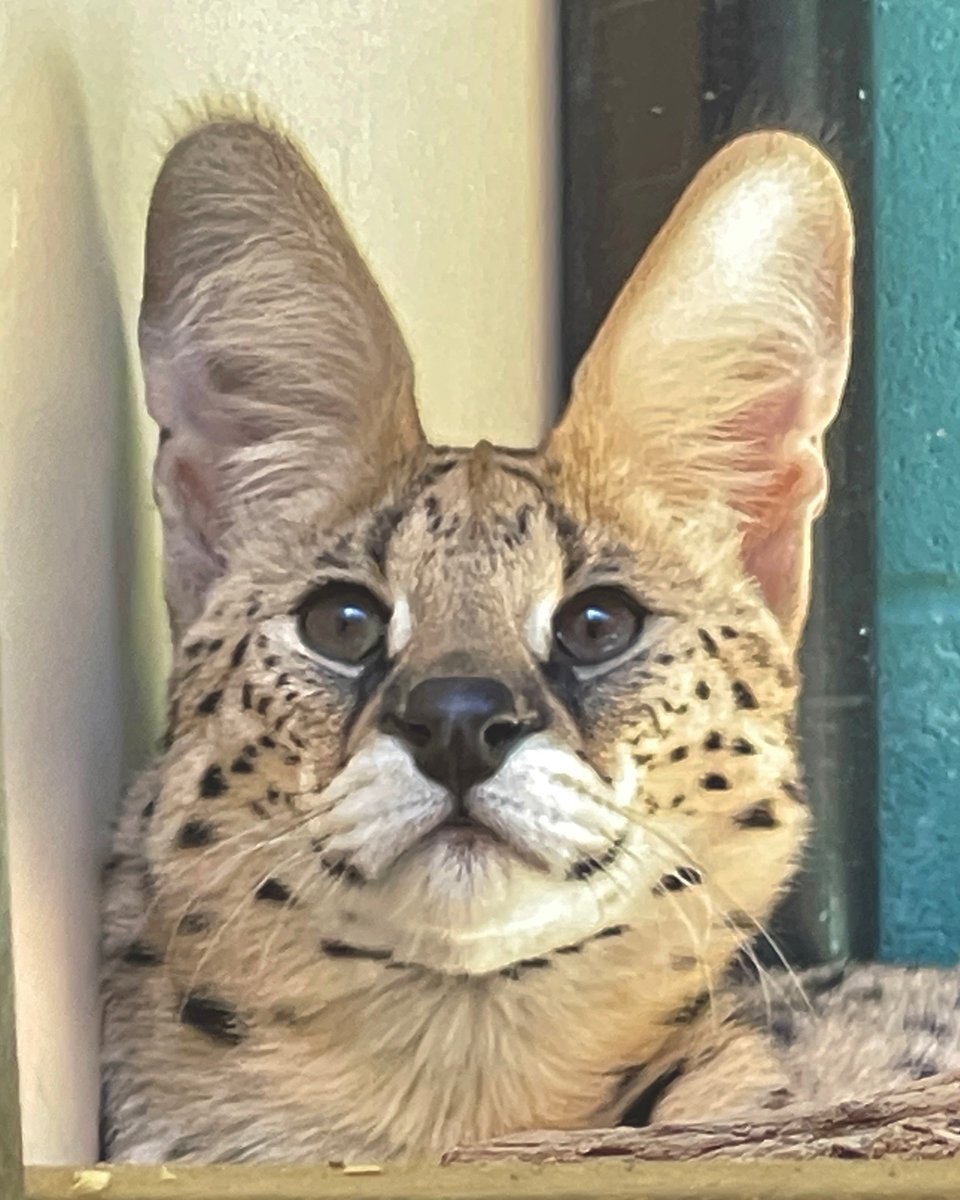 CincinnatiZoo's tweet photo. Amiry the rescued serval is starting to settle into this new home and routine. He's been socializing with his care team and trying out new foods like mice and chicks! https://t.co/cDpxZe8eI0