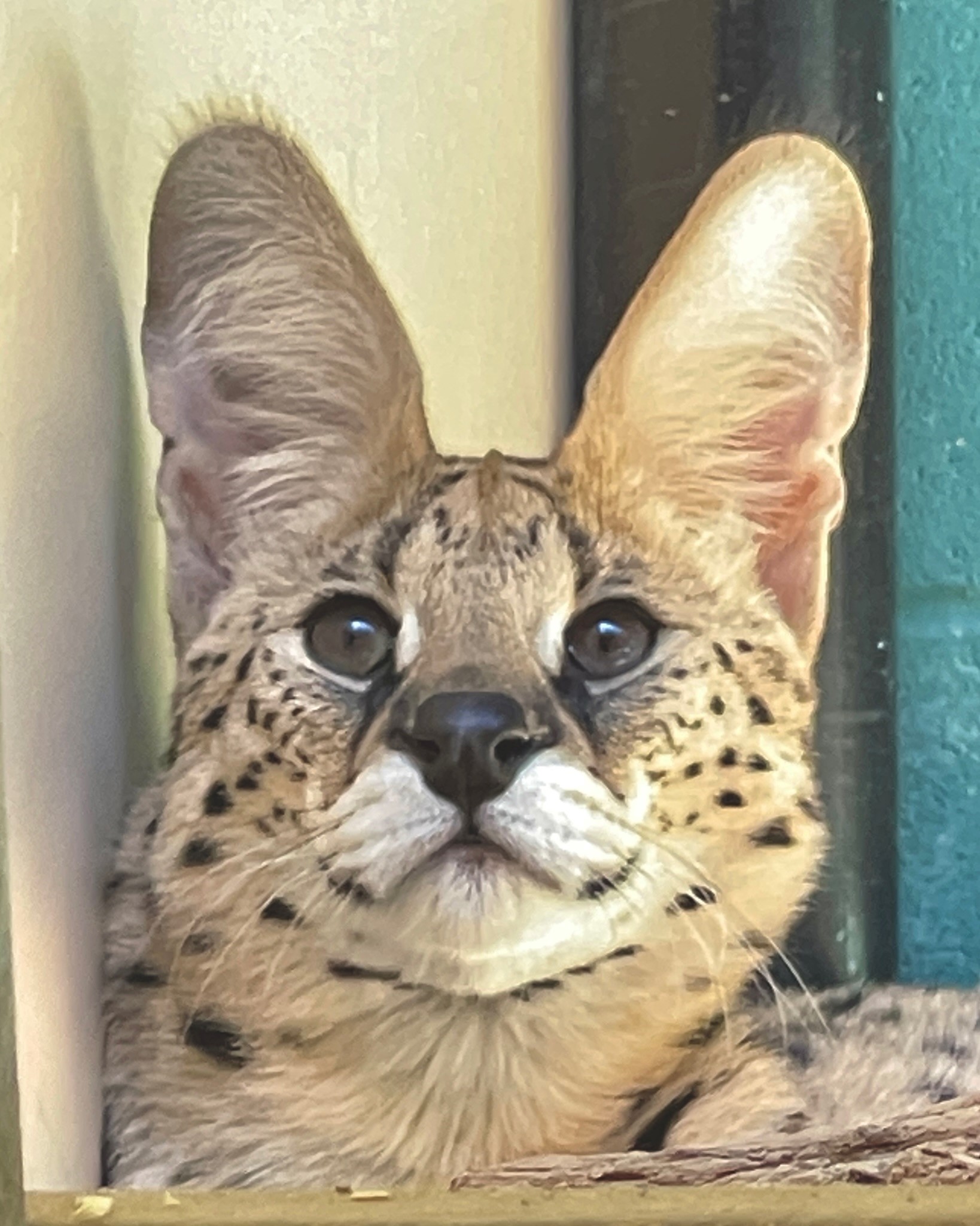 Cincinnati Zoo on Twitter "Amiry the rescued serval is starting to