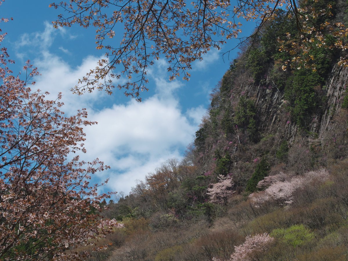 houroukamome39's tweet photo. #屏風岩公苑 に行ってきました。
噂にたがわぬ、美しいところでした。
ライトアップもすてきでしょうね～

#奈良県　#桜
#キリトリセカイ　#花写真
#TLを花でいっぱいにしよう https://t.co/A9cI4vbXFt