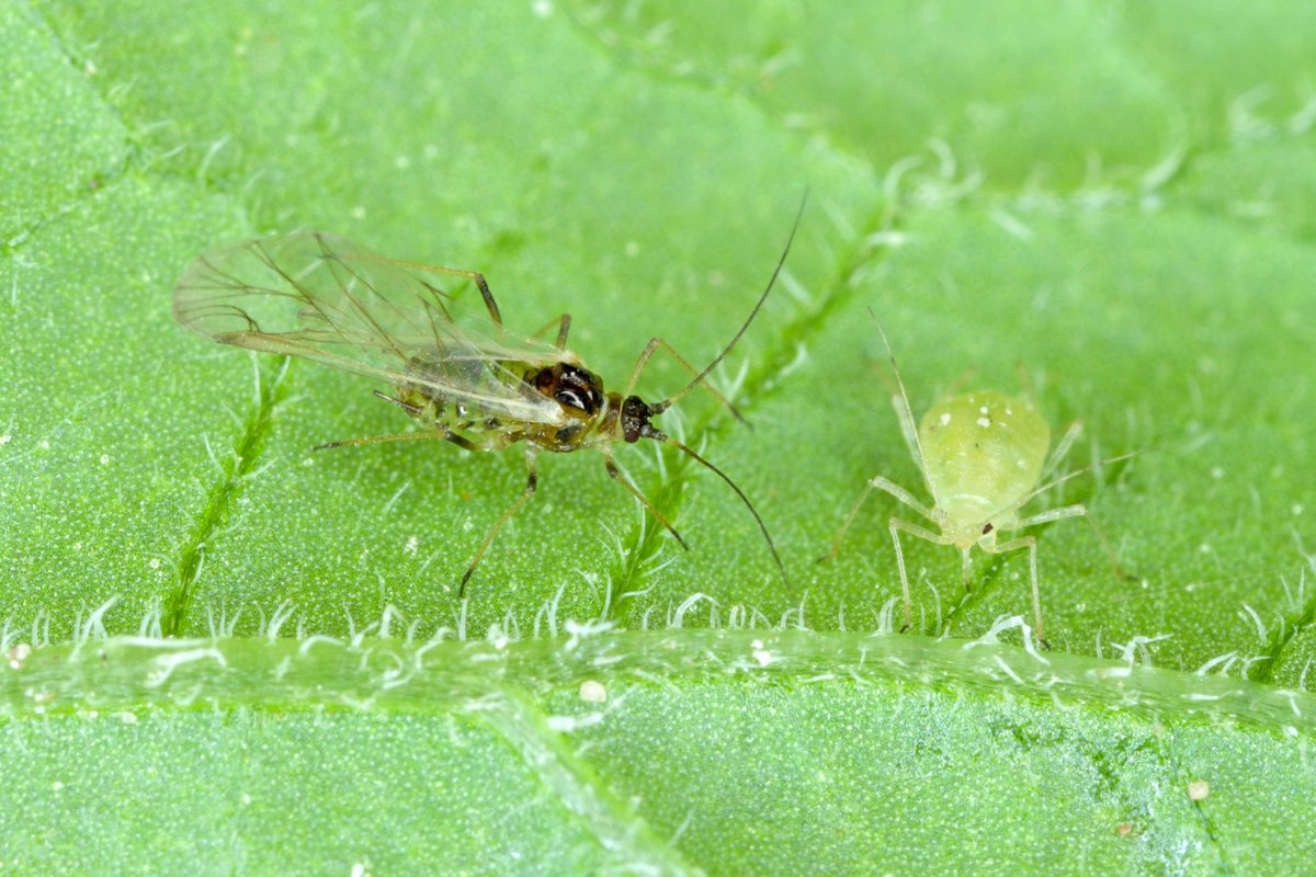 MimiTanimoto's tweet photo. Undergrad students - apply for this 8-10 week #PlantHealth #studentship @HarperAdamsUni: Changing insect behaviours through trap-cropping with @ipm_tom.
https://t.co/WfDJRkQvxe
#entomology #PlantSci #ECRchat https://t.co/ez0xOjrWkE