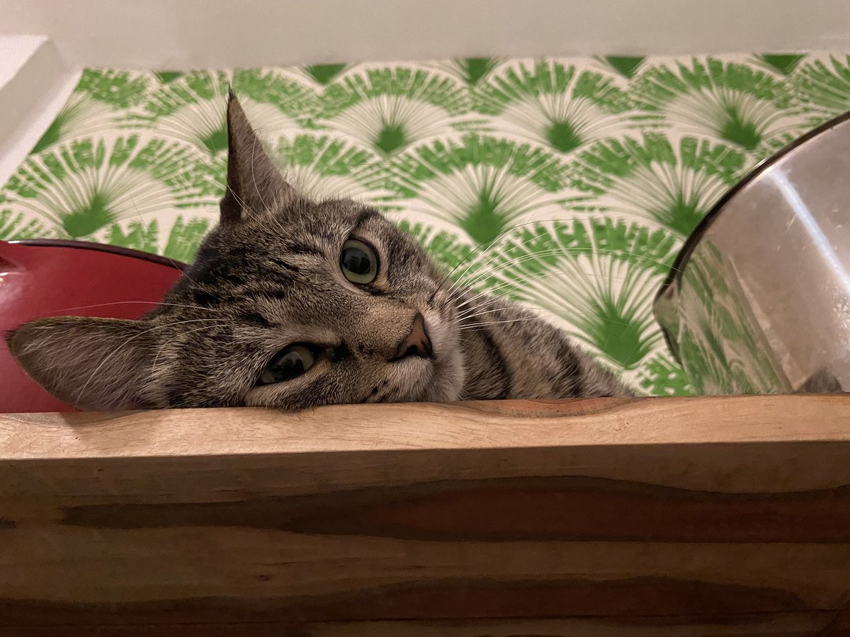 helo i’m prety new here and would love to make more frends.. who else is out there?
i love cattwiter so much <3