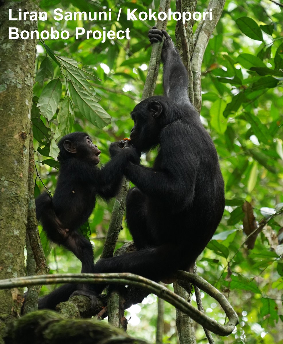 Two field research fellowships through #Harvard for our BonDiv project in Congo have just opened up! Those interested in gaining valuable experience in research and conservation of bonobos should apply!🐵more info here: bondiv.org/wp-content/upl…