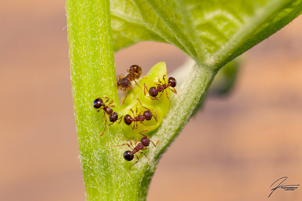 JayKthnx's tweet photo. "For The Colony"
Full Spectrum Sony A6600, SEL90M28G, 1/160 at 6.3, ISO 1600
#macro #bugs #Ants #SonyAlpha #a6600 #Green #macrophotography #naturephotography #sonyalphaphotos #NatureBeauty #naturelover #macrolover #macronature https://t.co/wWUqbs2PzG