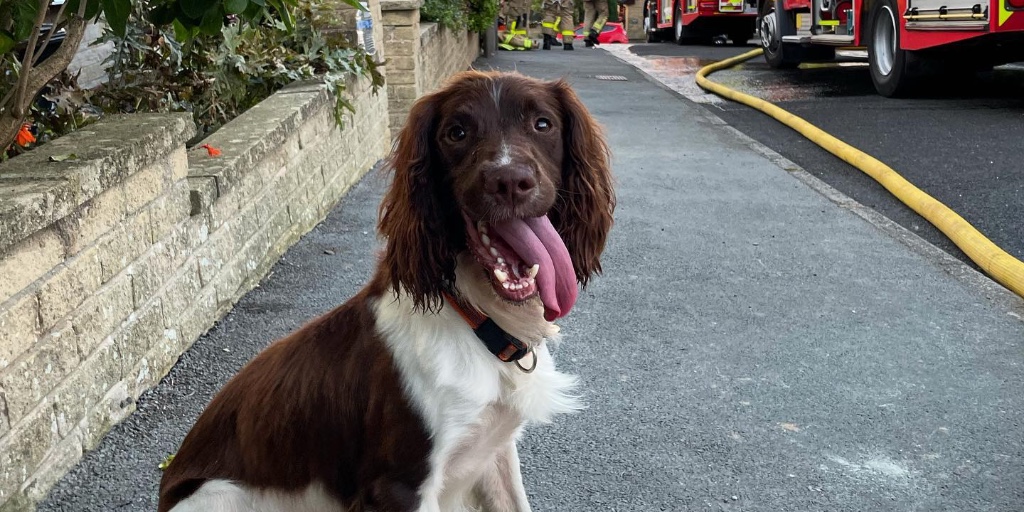 LancashireFRS's tweet photo. It's National Pet Month and a lovely excuse to share some pooch pics!

Why not share some some pictures of your furry friends below? We'd love to see them!

Follow @firesearchdogs for more 🐕

#NationalPetMonth #DogsOfTwitter https://t.co/aLwefo9qfk