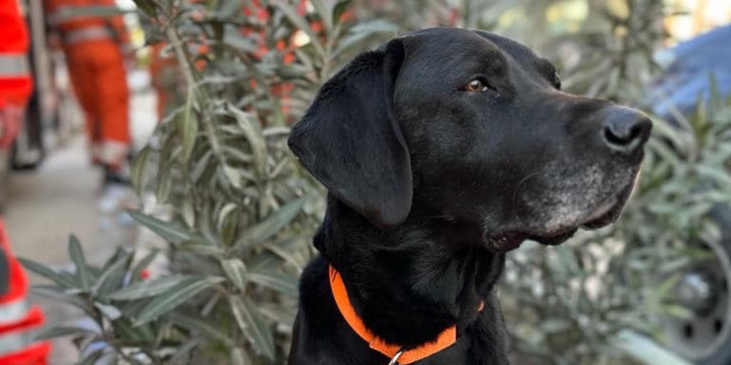 LancashireFRS's tweet photo. It's National Pet Month and a lovely excuse to share some pooch pics!

Why not share some some pictures of your furry friends below? We'd love to see them!

Follow @firesearchdogs for more 🐕

#NationalPetMonth #DogsOfTwitter https://t.co/aLwefo9qfk