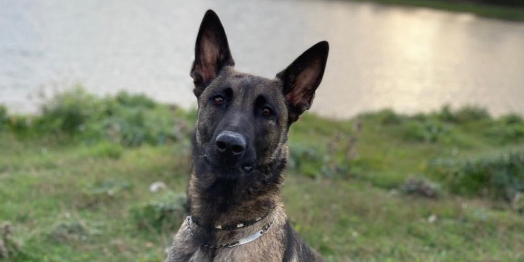 LancashireFRS's tweet photo. It's National Pet Month and a lovely excuse to share some pooch pics!

Why not share some some pictures of your furry friends below? We'd love to see them!

Follow @firesearchdogs for more 🐕

#NationalPetMonth #DogsOfTwitter https://t.co/aLwefo9qfk