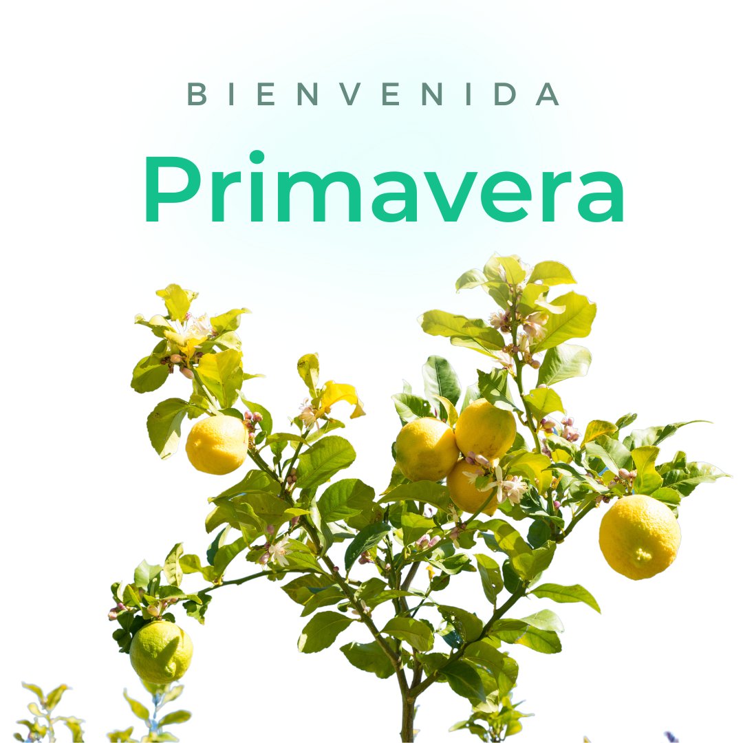 Agencia de SEO Ginés Mayol 📈 tweet media