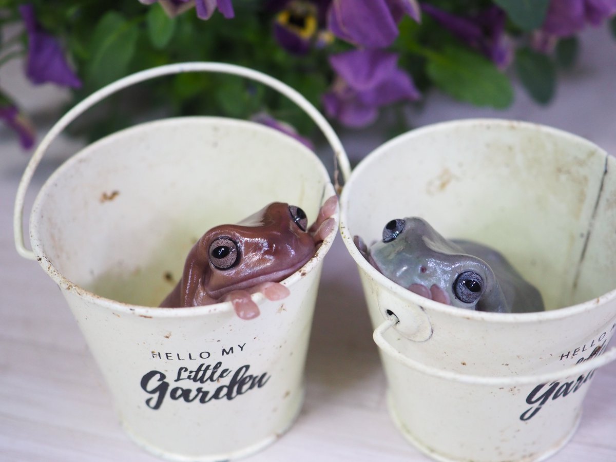PIYO_KAERU's tweet photo. いつかうちの子達のガチャガチャができたら絶対に作りたいバケツインカエル🪣🐸
机とかに並べたい。
絶対可愛い https://t.co/OM8I3qxVyY