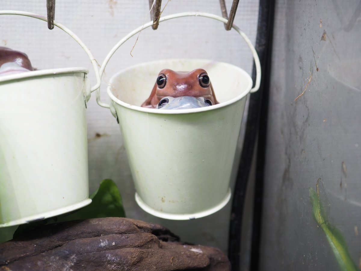 PIYO_KAERU's tweet photo. いつかうちの子達のガチャガチャができたら絶対に作りたいバケツインカエル🪣🐸
机とかに並べたい。
絶対可愛い https://t.co/OM8I3qxVyY