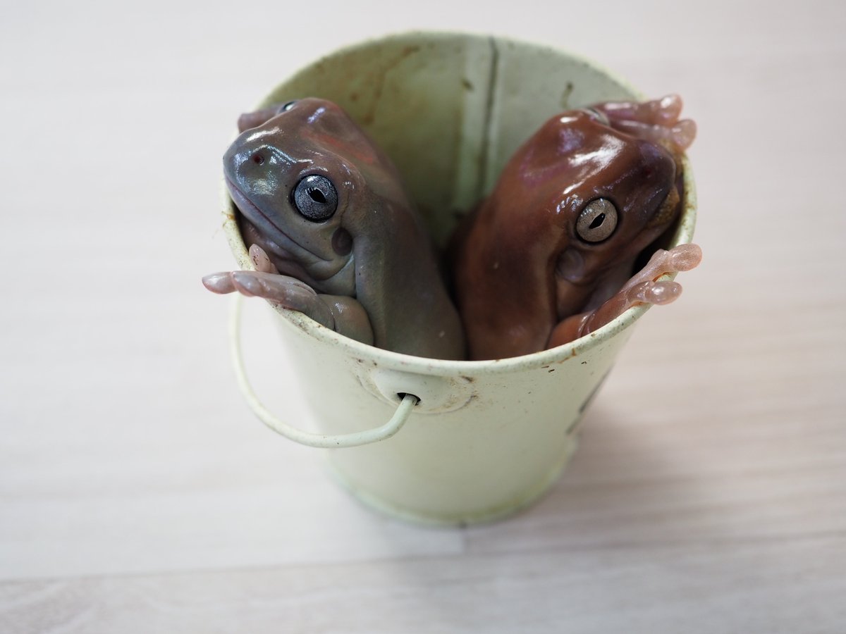 PIYO_KAERU's tweet photo. いつかうちの子達のガチャガチャができたら絶対に作りたいバケツインカエル🪣🐸
机とかに並べたい。
絶対可愛い https://t.co/OM8I3qxVyY