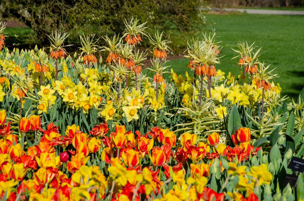 longwoodgardens's tweet photo. What do 150,000 #tulips at peak bloom look like?

Answer:👇 https://t.co/VhZrMiySo7