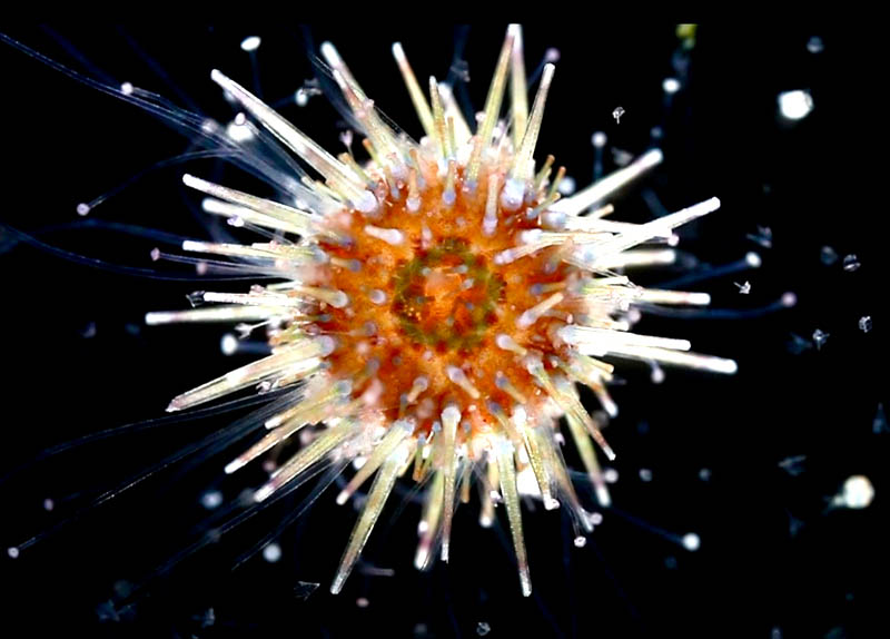Ferdinand Marlétaz (@ferdix) on Twitter photo ‼️🎓 We still have a PhD studentship funded by <a href="/LeverhulmeTrust/">The Leverhulme Trust</a> available to work with cell type evolution, spatial or single-cell transcriptomics and gene novelties in sea urchins and echinoderms at <a href="/CloeFor/">CLOE: UCL Centre for Life's Origins and Evolution</a> with <a href="/BillaDelonge/">Laura Piovani</a> findaphd.com/phds/project/p…
Please RT! ‼️🎓 We still have a PhD studentship funded by <a href="/LeverhulmeTrust/">The Leverhulme Trust</a> available to work with cell type evolution, spatial or single-cell transcriptomics and gene novelties in sea urchins and echinoderms at <a href="/CloeFor/">CLOE: UCL Centre for Life's Origins and Evolution</a> with <a href="/BillaDelonge/">Laura Piovani</a> findaphd.com/phds/project/p…
Please RT!